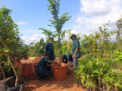 Butterfly Gardeing Larval Host & Nectar Plants Divi Divi Tree Image 1