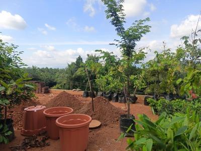 Butterfly Gardeing Larval Host & Nectar Plants Divi Divi Tree Image 2