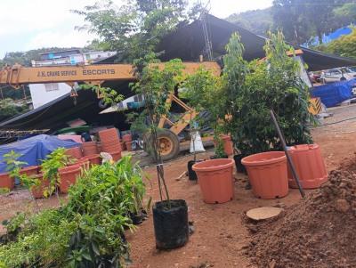 Butterfly Gardeing Larval Host & Nectar Plants Divi Divi Tree Image 4