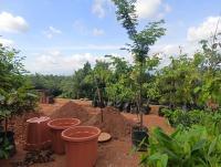 Image 2 - Butterfly Gardeing Larval Host & Nectar Plants Divi Divi Tree