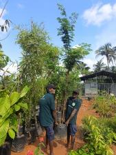 Image 3 - Butterfly Gardeing Larval Host & Nectar Plants Divi Divi Tree