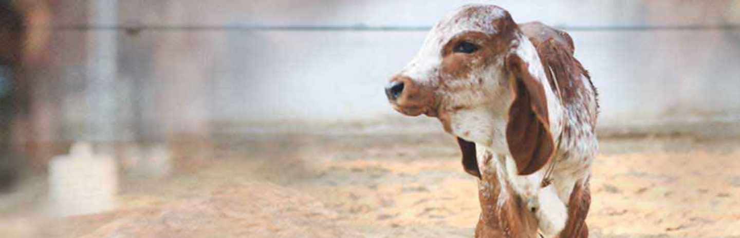 Aamro Dairies Pvt Ltd