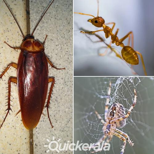 ASIATIC PEST CONTROL SERVICES PVT LTD in M G Road, Ernakulam