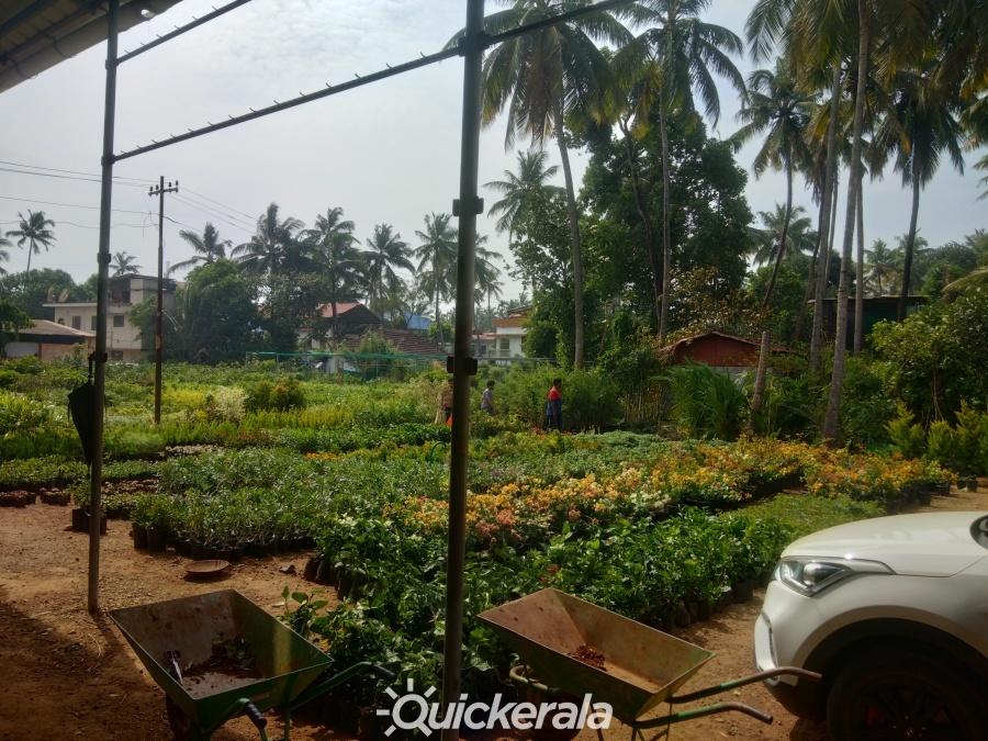 Plants world nursery & garden service in mannuthy, thrissur