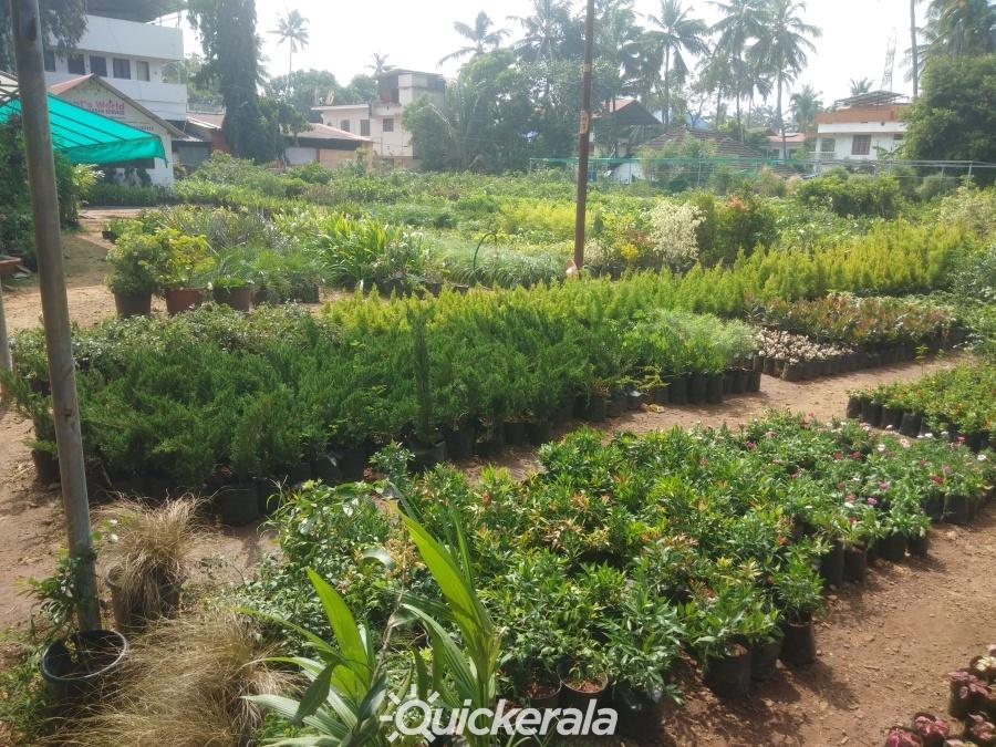 Plants world nursery & garden service in mannuthy, thrissur