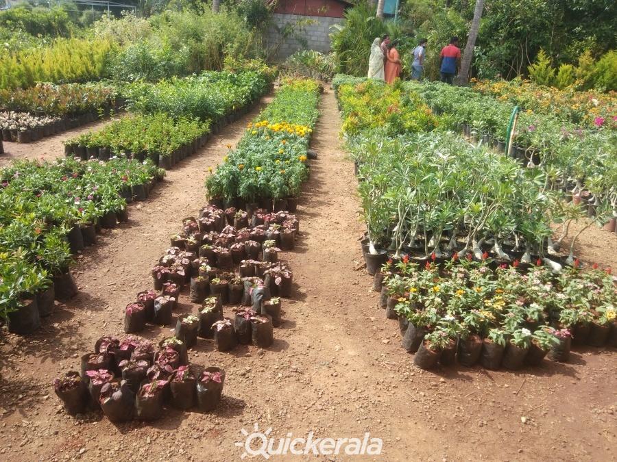 Plants world nursery & garden service in mannuthy, thrissur