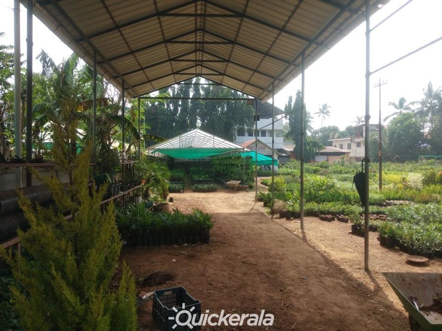 Plants world nursery & garden service in mannuthy, thrissur