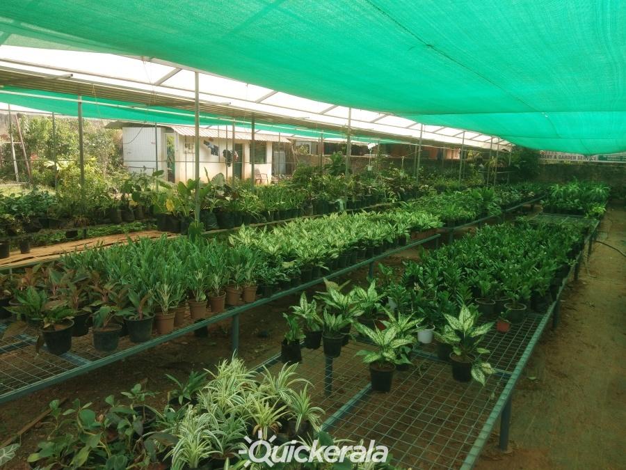 Plants world nursery & garden service in mannuthy, thrissur