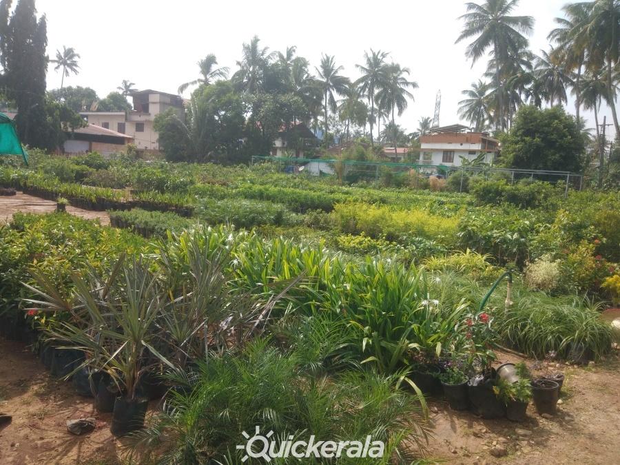 Plants world nursery & garden service in mannuthy, thrissur