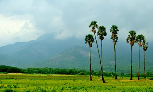 palakkad4